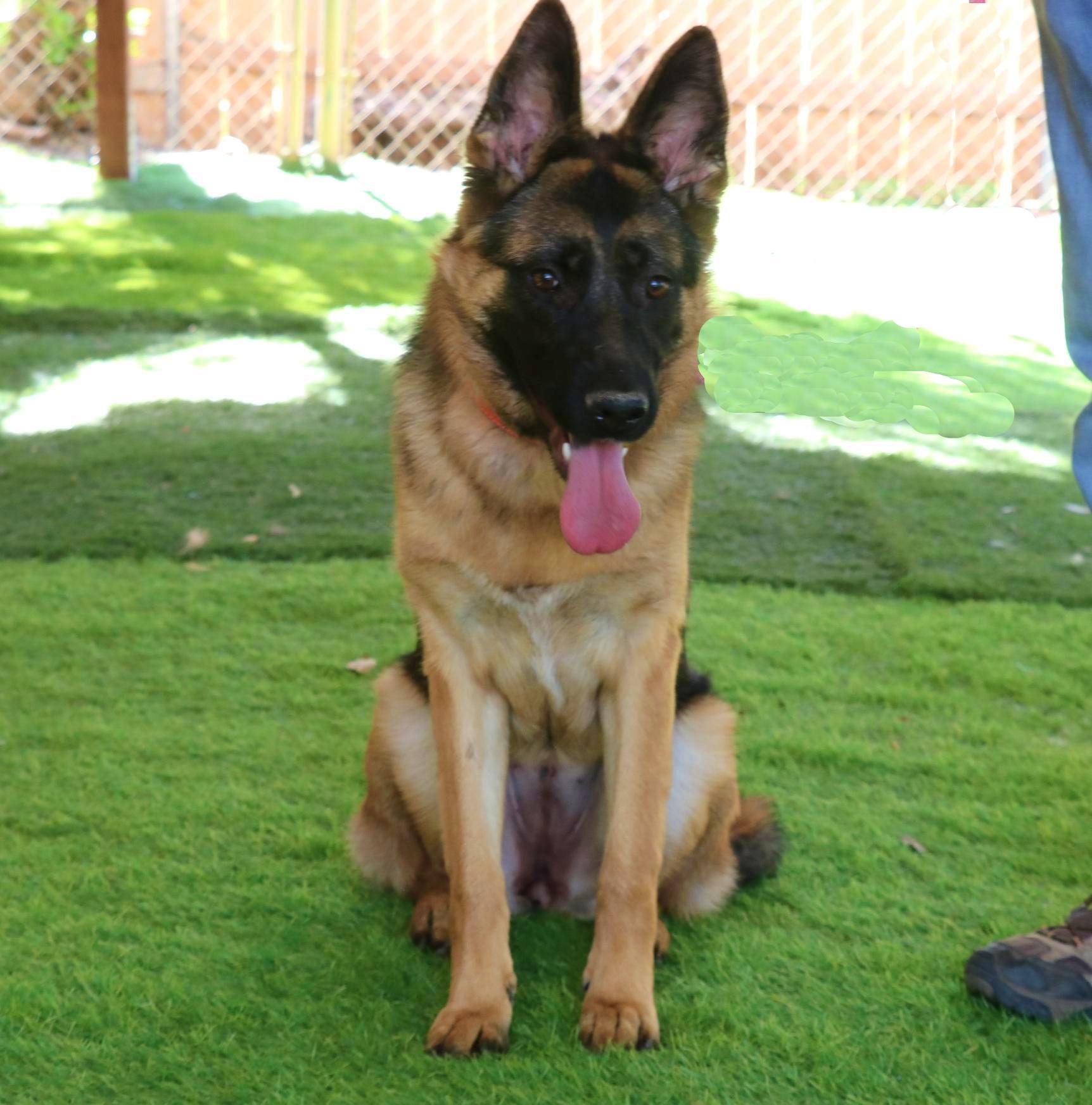 Lucy, adopted, Young Female German Shepherd Dog.