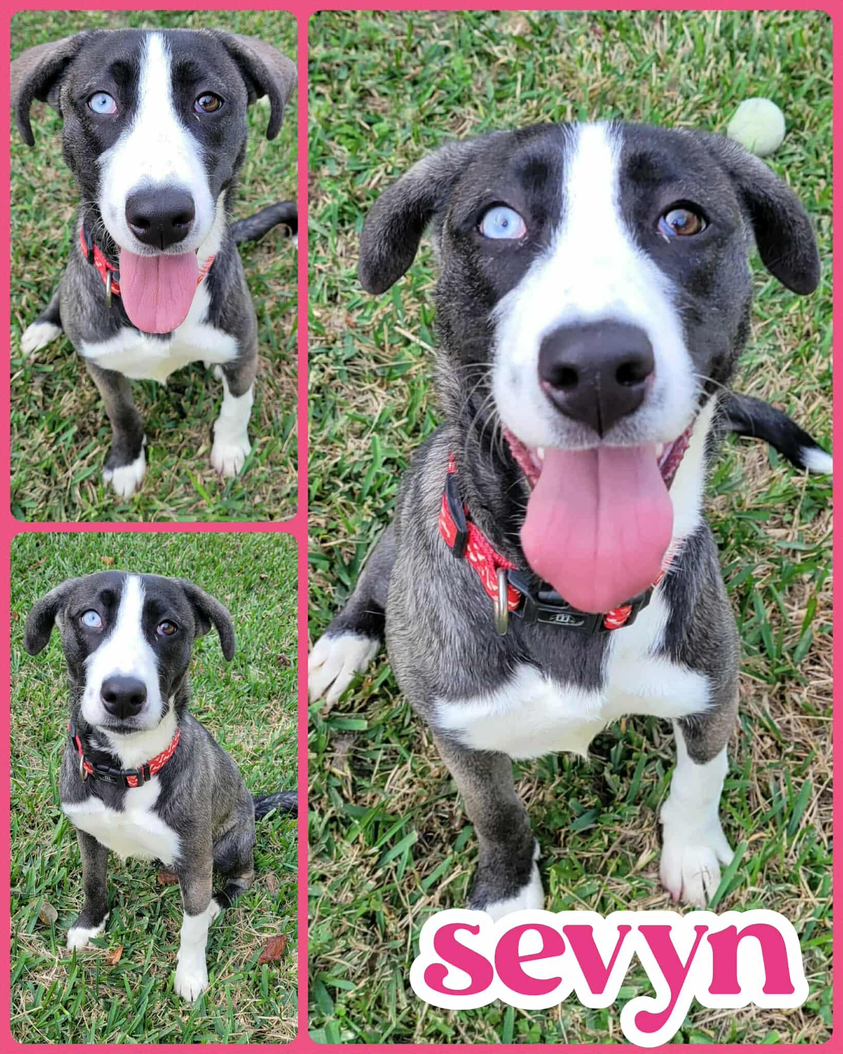 Enlarge Sevyn, a Adoptable mixed breed in Ringwood, NJ image 1/1