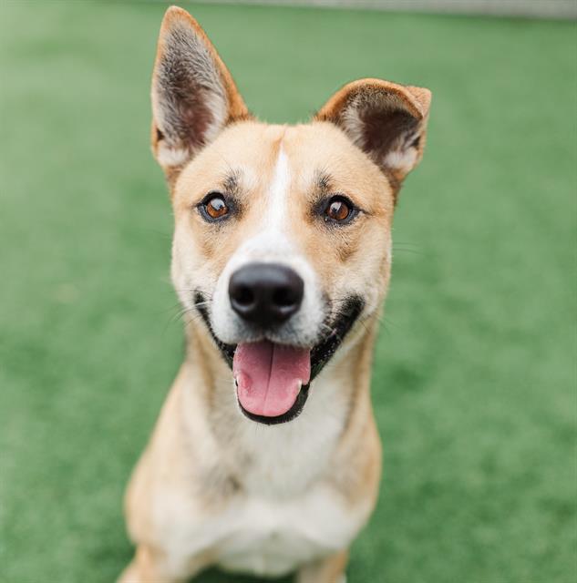 Enlarge BUGS, a Adoptable Mixed Breed in Nashville, TN image 1/1
