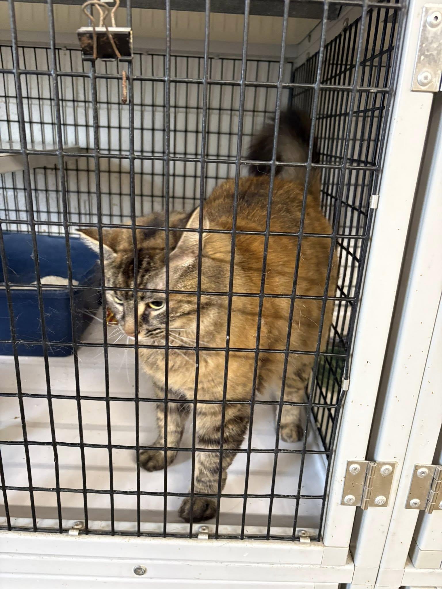 Unknown, adopted, Adult Female Domestic Long Hair.