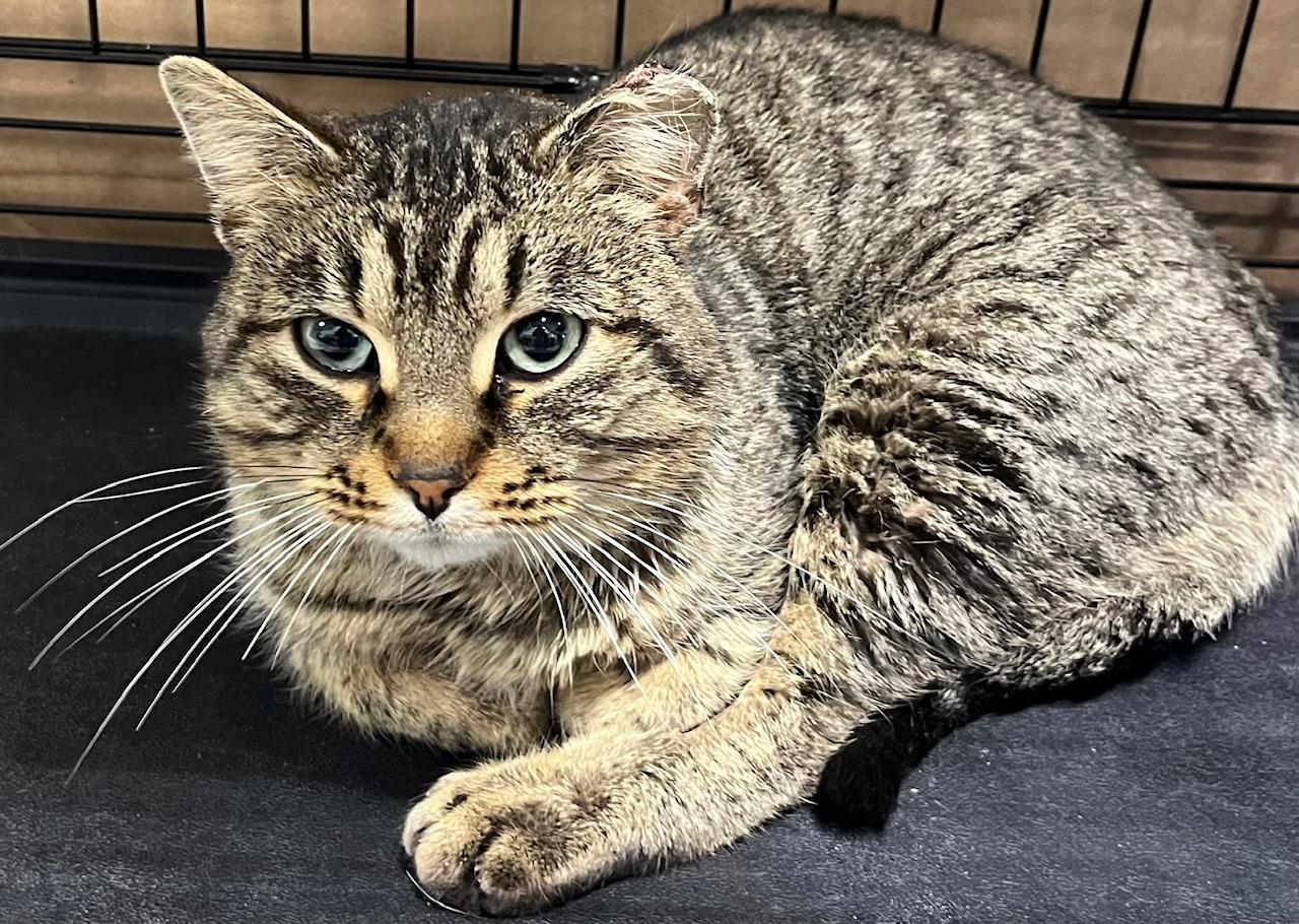 Enlarge Boomer, an adopted Domestic Short Hair in Webster City, IA image 2/2
