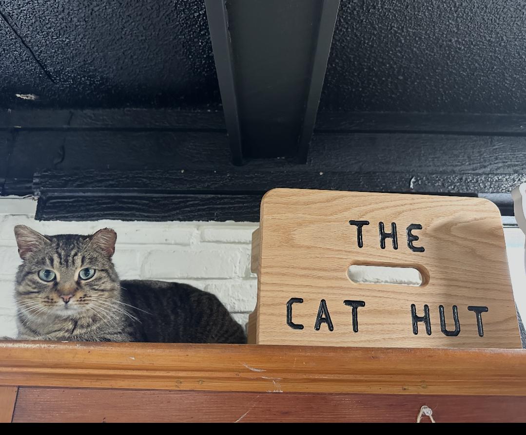 Boomer, adopted, Adult Male Domestic Short Hair.