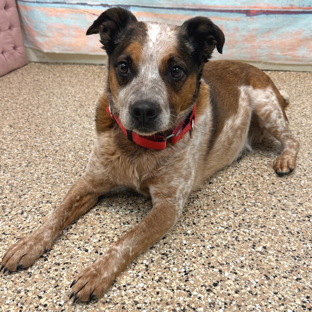 Enlarge Maggie, a Adoptable Cattle Dog in Cheyenne, WY image 1/2
