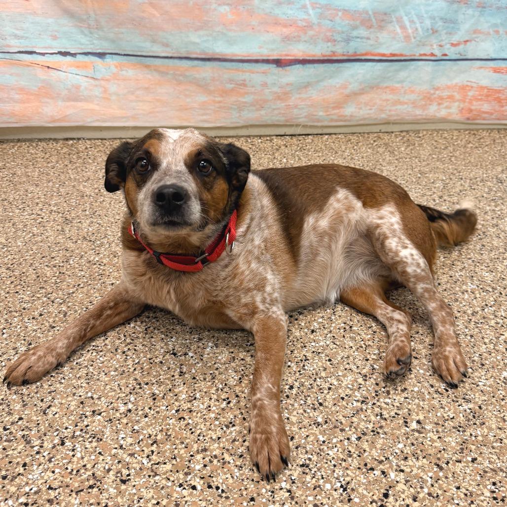 Enlarge Maggie, a Adoptable Cattle Dog in Cheyenne, WY image 2/2