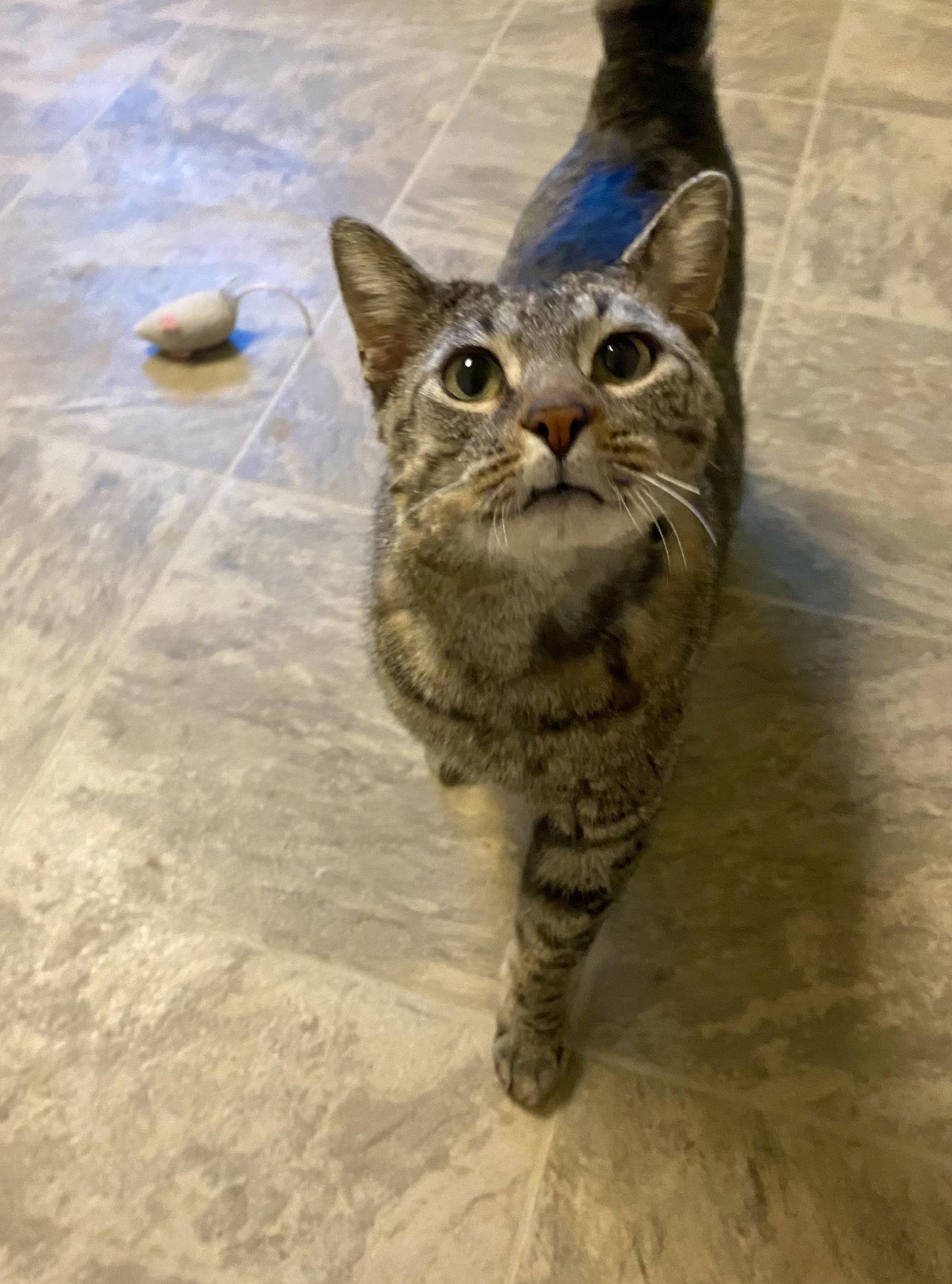 Barnes, Adoptable, Adult Male Domestic Short Hair & Tabby.