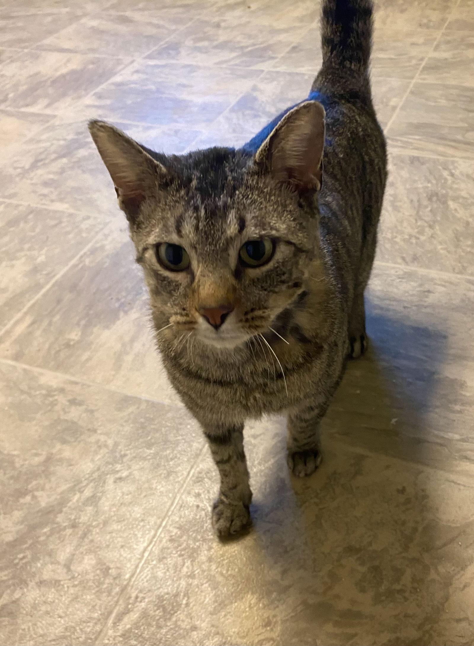 Enlarge Barnes, a Adoptable mixed breed in Fargo, ND image 2/2