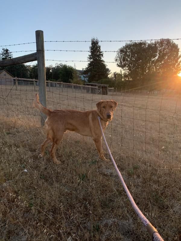 Enlarge Tucker , a Adopted Labrador Retriever in Santa Rosa, CA image 1/2