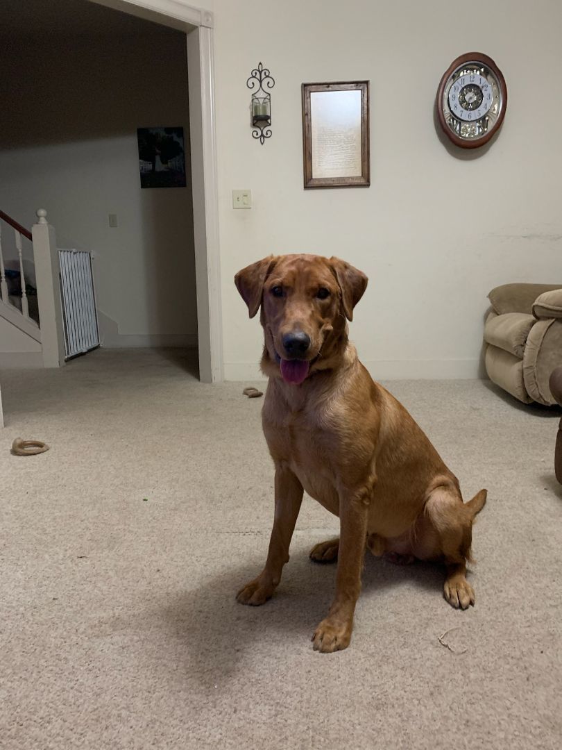 Enlarge Tucker , a Adopted Labrador Retriever in Santa Rosa, CA image 2/2