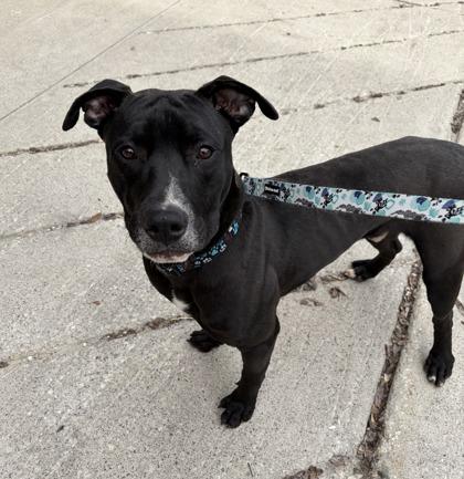Juan Jamon, ADOPTABLE, Adult Male Mixed Breed.