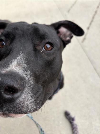 Enlarge Juan Jamon, a ADOPTABLE Mixed Breed in Toronto, ON image 2/3