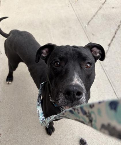 Enlarge Juan Jamon, a ADOPTABLE Mixed Breed in Toronto, ON image 3/3