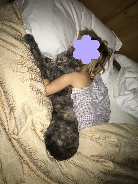 Tom and Moppet, a ADOPTABLE Domestic Short Hair in Novato, CA image 3/3