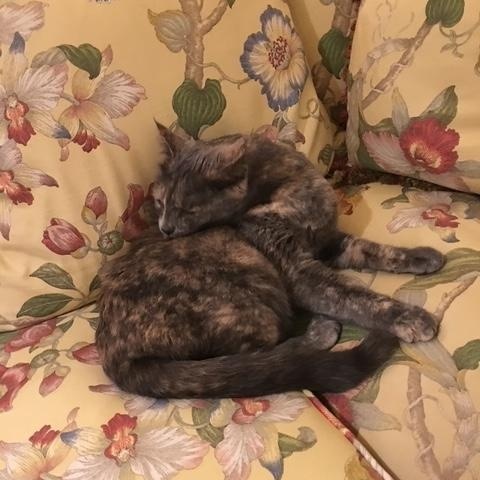 Tom and Moppet, a ADOPTABLE Domestic Short Hair in Novato, CA image 2/3