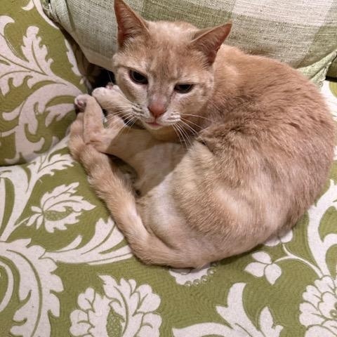 Tom and Moppet, ADOPTABLE, Adult Male Domestic Short Hair.