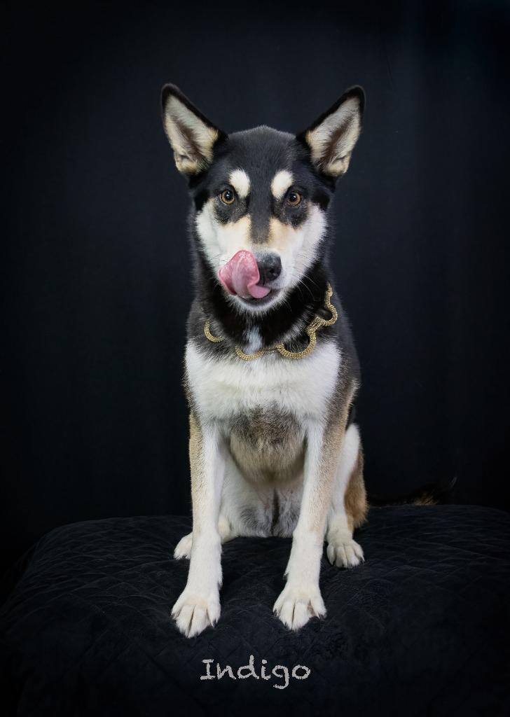 Indigo, Adoptable, Senior Female Husky.
