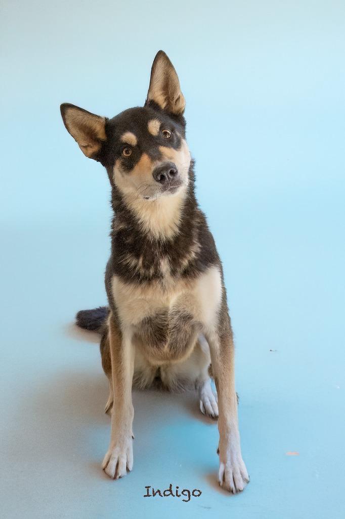 Indigo, a Adoptable mixed breed in Hot Springs Village, AR image 2/3