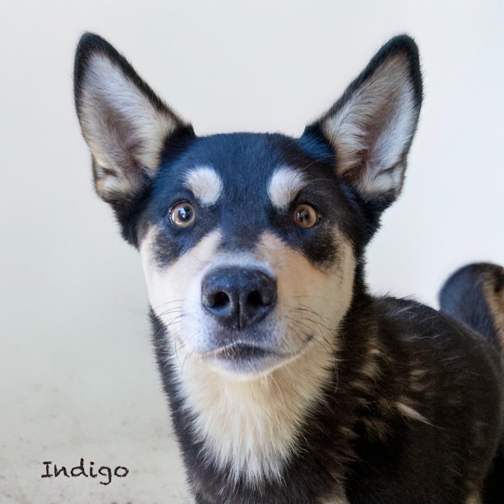 Indigo, a Adoptable mixed breed in Hot Springs Village, AR image 3/3