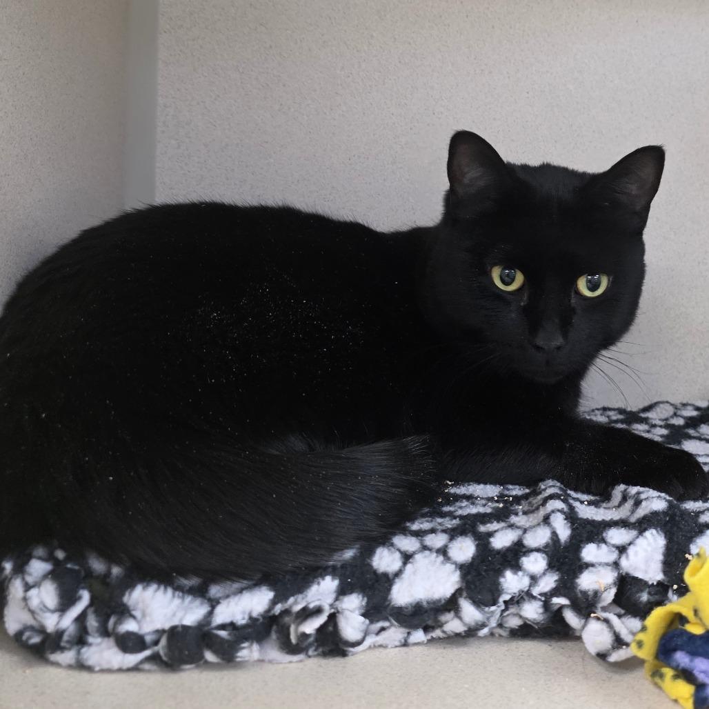 Linx, a Adoptable Domestic Short Hair in Great Falls, MT image 2/2