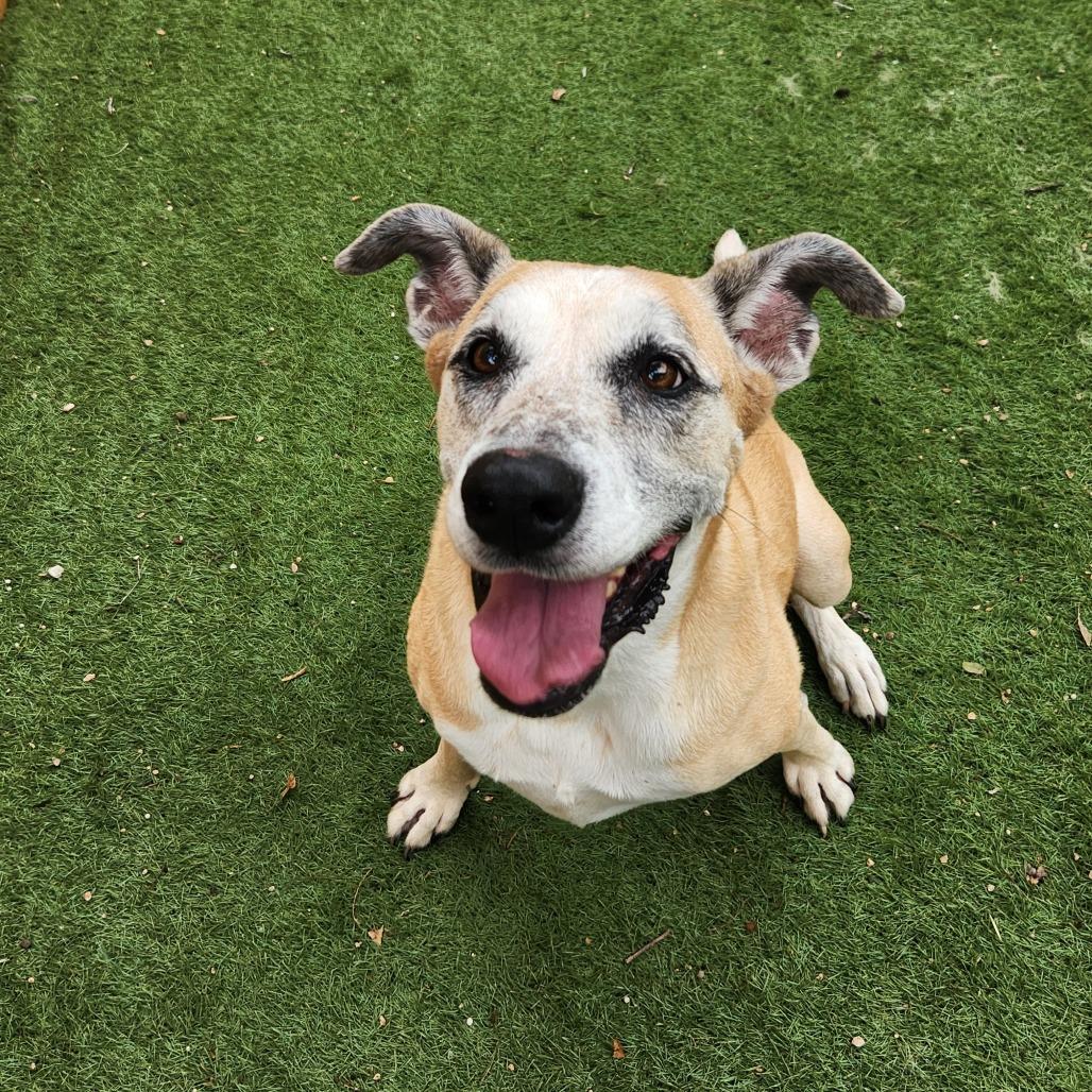 Dandy JuM — thumbnail 2