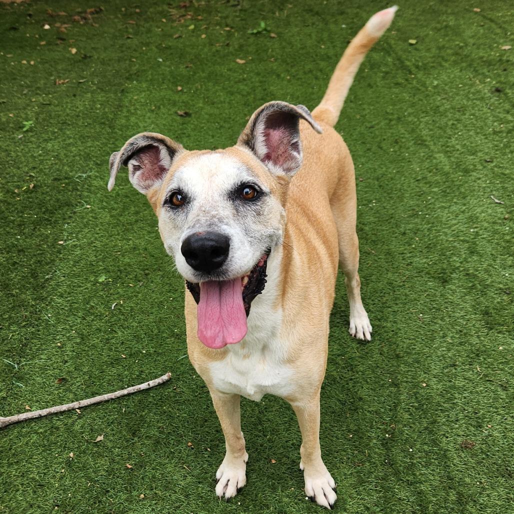 Dandy JuM — thumbnail 4