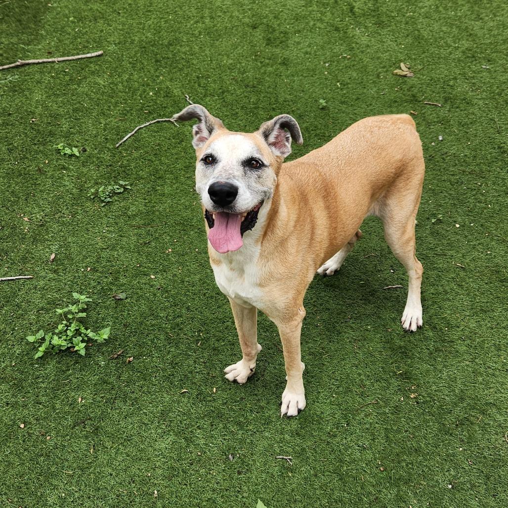 Dandy JuM — thumbnail 6