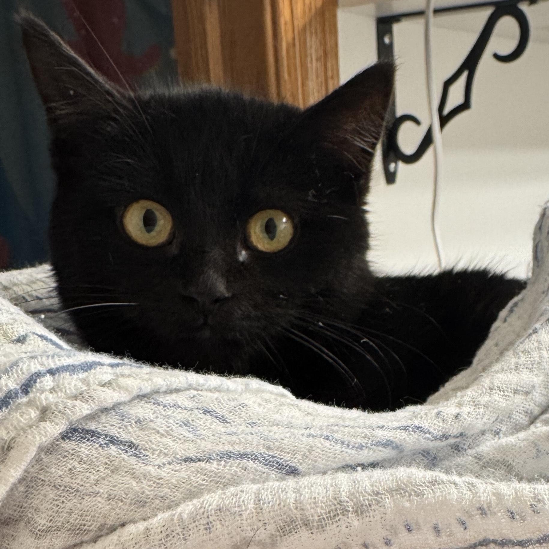 Enlarge Mika, a Adoptable Domestic Medium Hair in Lemont, IL image 1/2