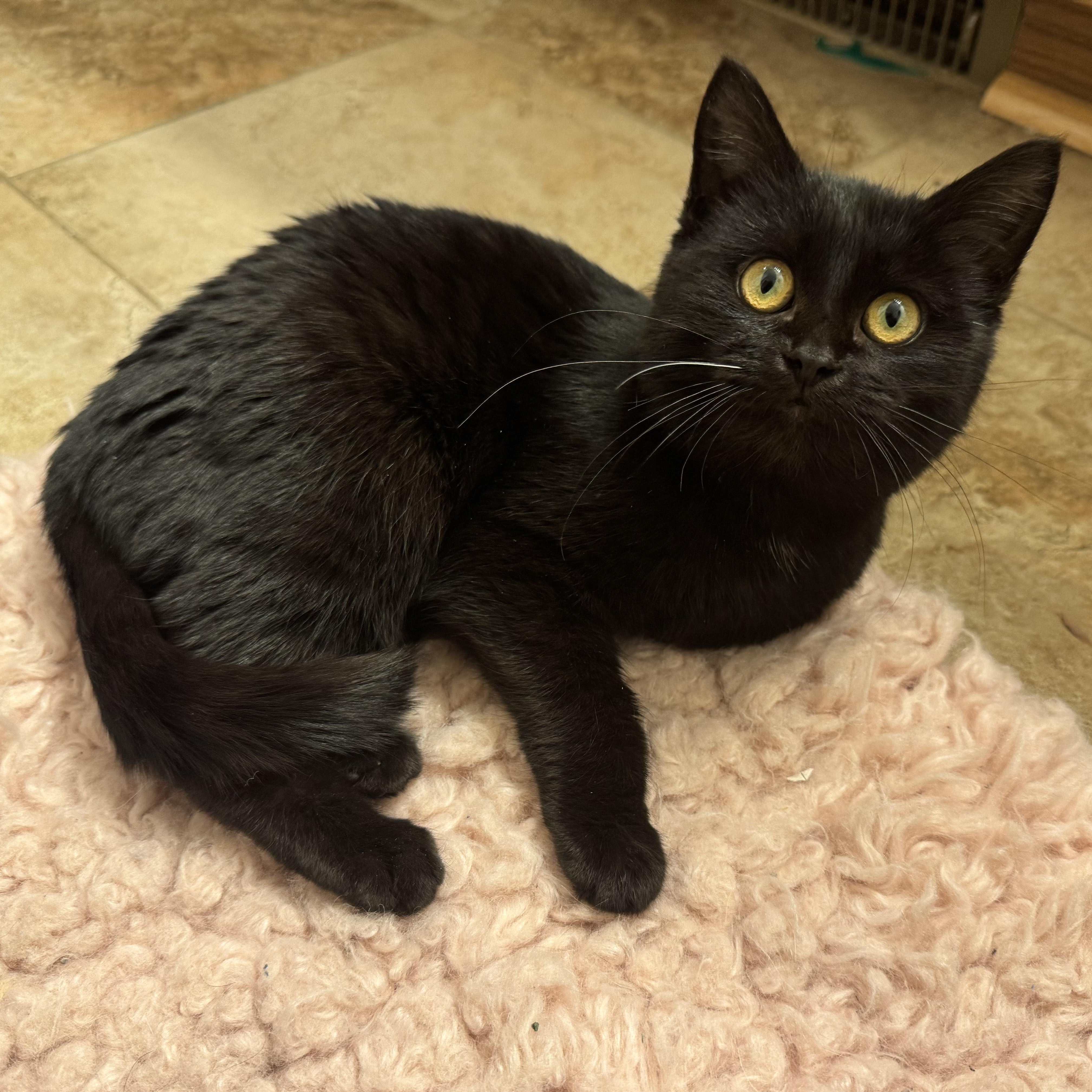 Mika, Adoptable, Young Female Domestic Medium Hair.