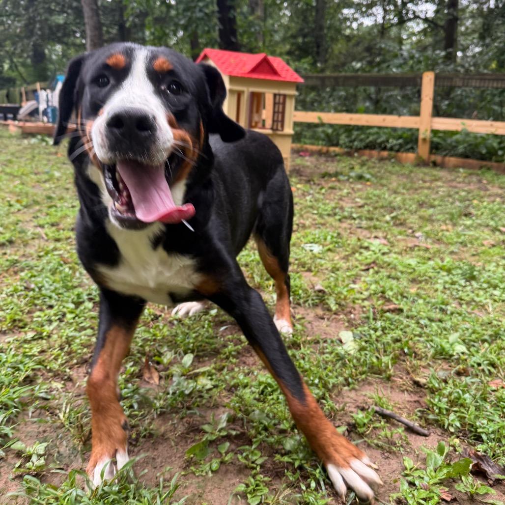 Alyana, Adoptable, Young Female Greater Swiss Mountain Dog.