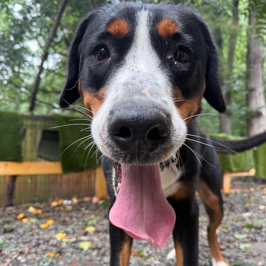 Enlarge Alyana, a Adoptable Greater Swiss Mountain Dog in West Chester, PA image 2/2
