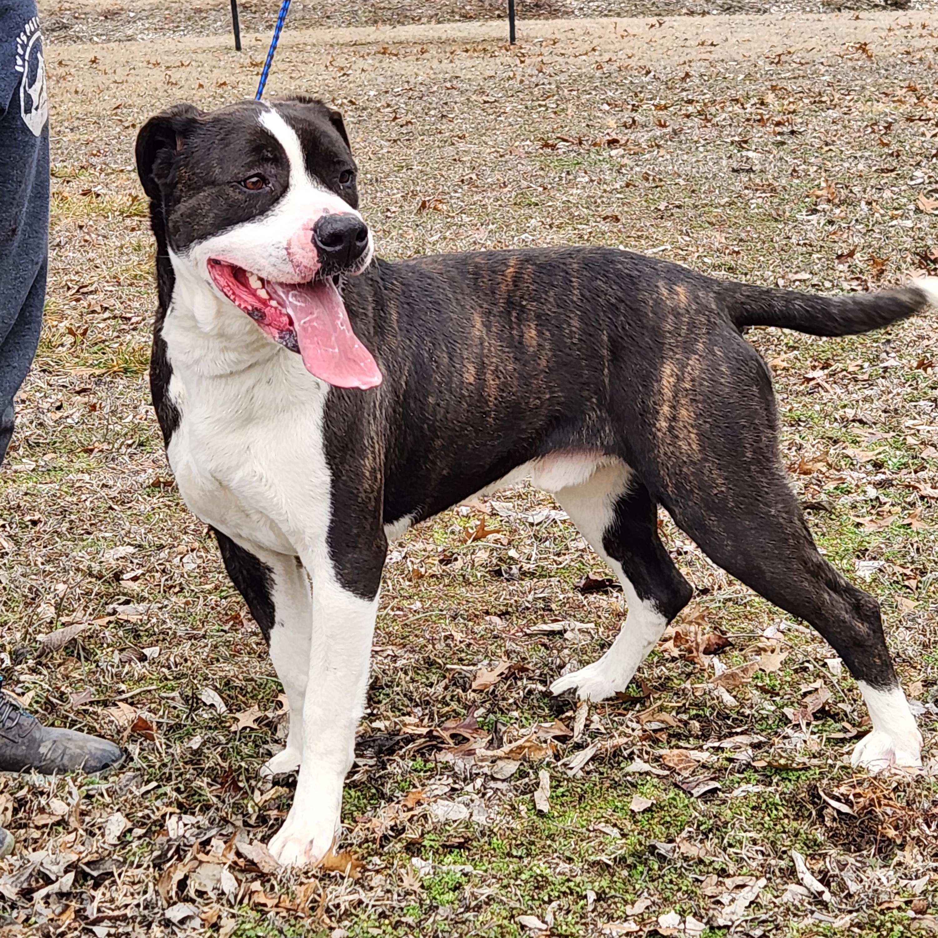 Enlarge Felix, a Adoptable mixed breed in Parsons, KS image 1/2