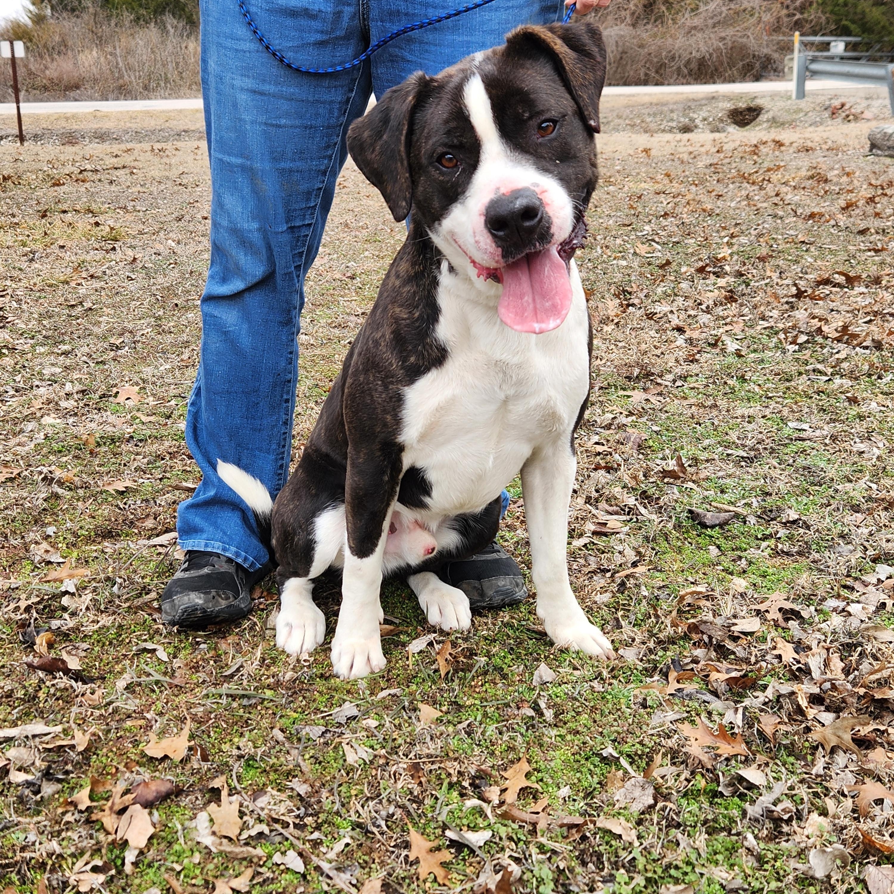 Enlarge Felix, a Adoptable mixed breed in Parsons, KS image 2/2