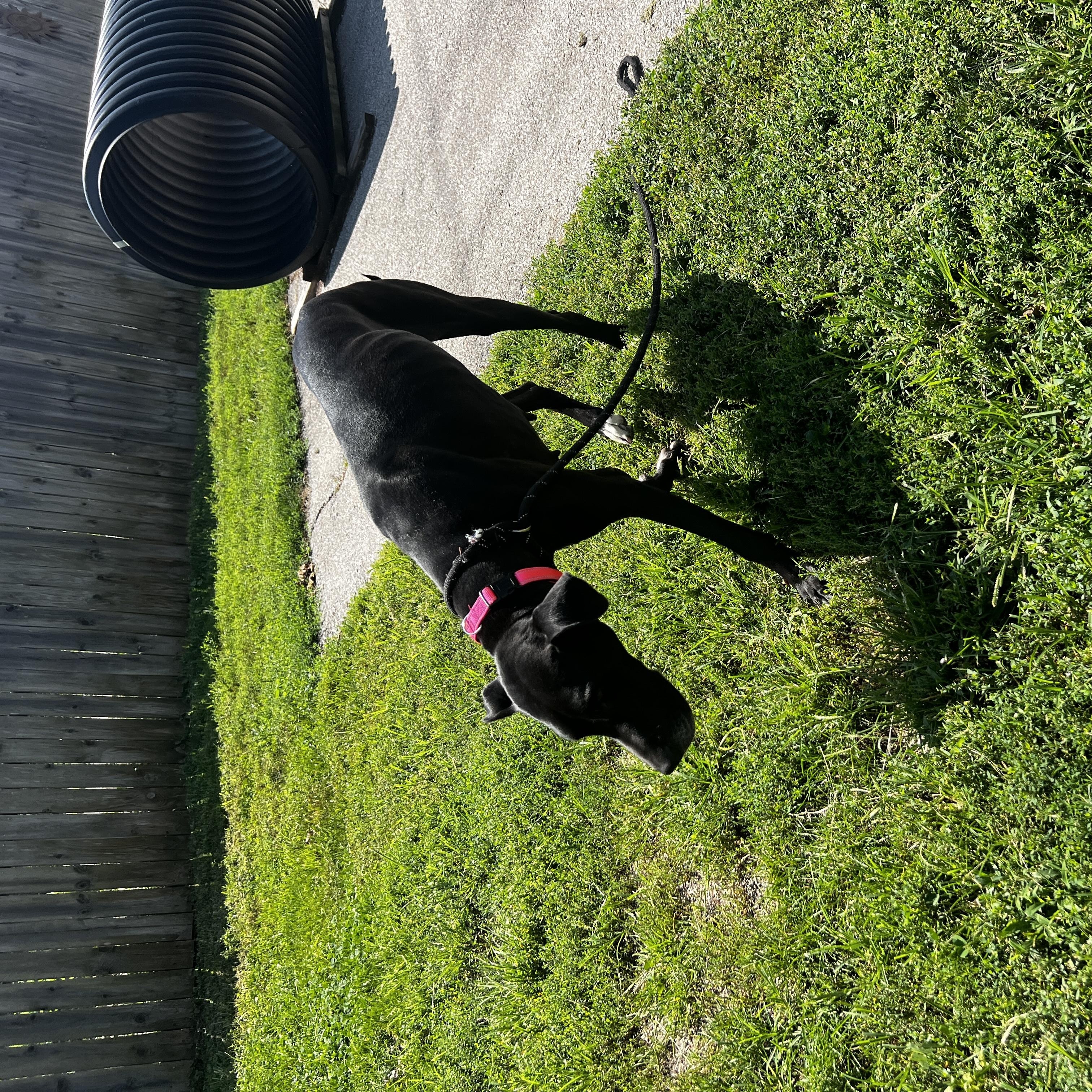 Enlarge Nova Great Dane, a Adoptable Great Dane in Lexington, KY image 3/4