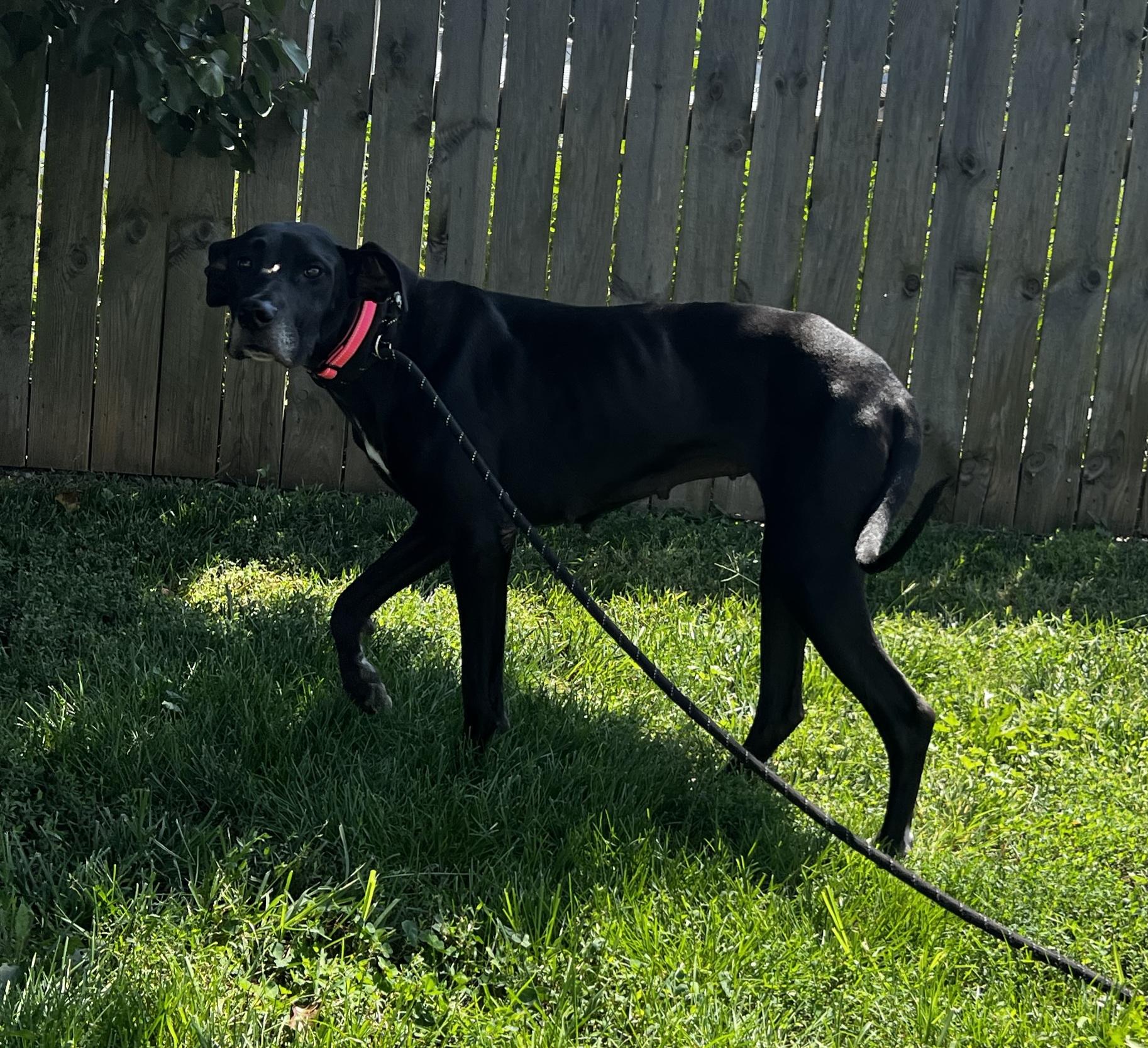 Enlarge Nova Great Dane, a Adoptable Great Dane in Lexington, KY image 2/4