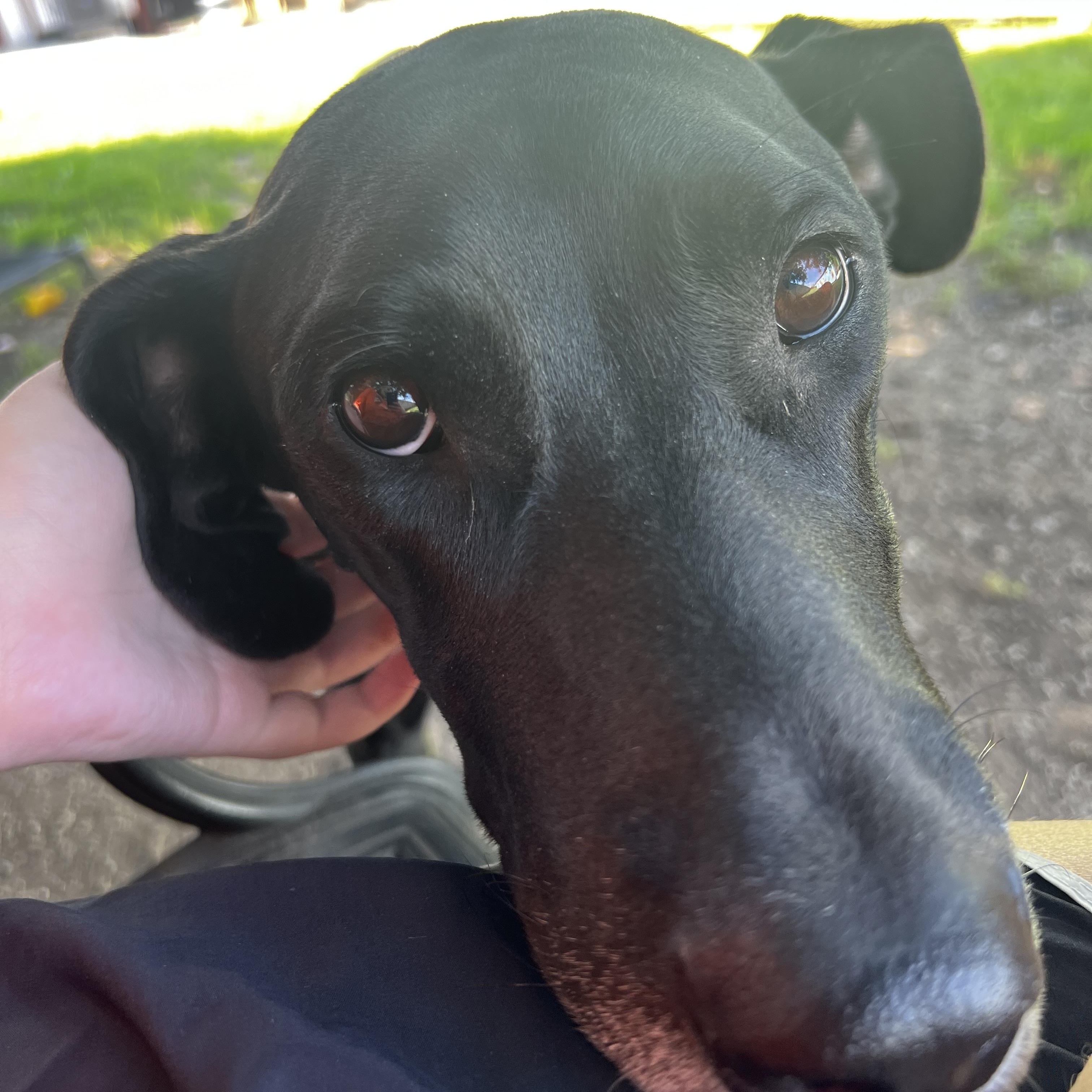 Enlarge Nova Great Dane, a Adoptable Great Dane in Lexington, KY image 1/4