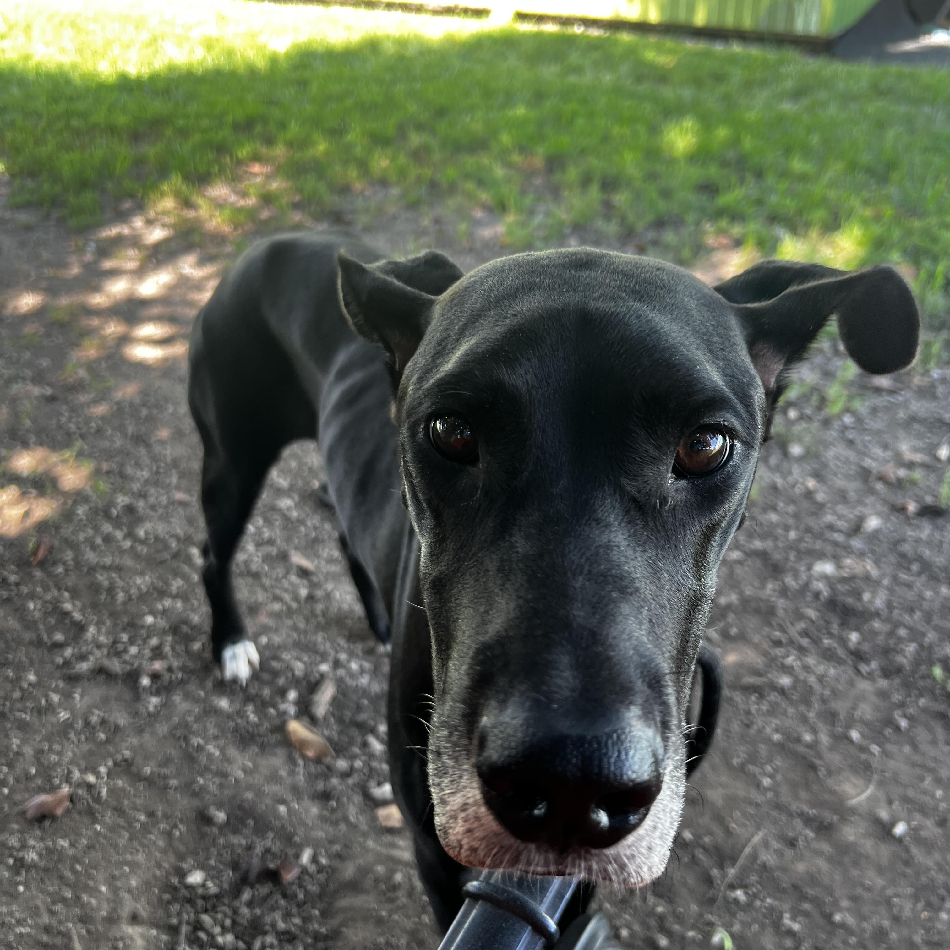 Enlarge Nova Great Dane, a Adoptable Great Dane in Lexington, KY image 4/4