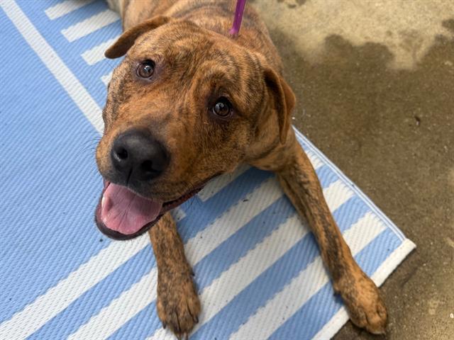 AMBROSE, Adoptable, Young Male Pit Bull Terrier & Mixed Breed.