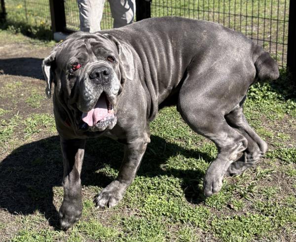 Floki, Adoptable, Adult Male Neapolitan Mastiff.