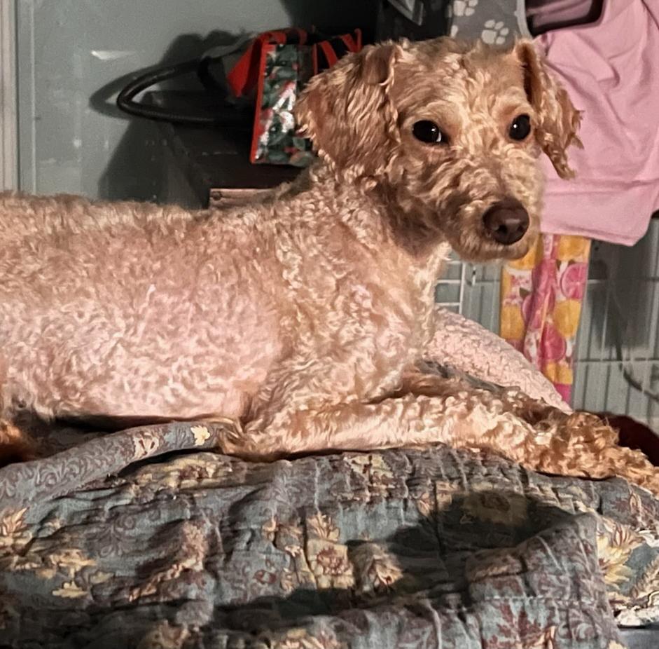 Penny Lane, Adoptable, Young Female Poodle & Mixed Breed.
