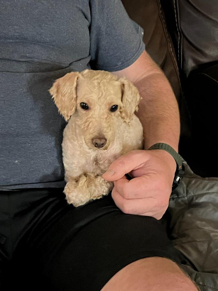 Enlarge Penny Lane, a Adoptable mixed breed in Milton, GA image 2/2