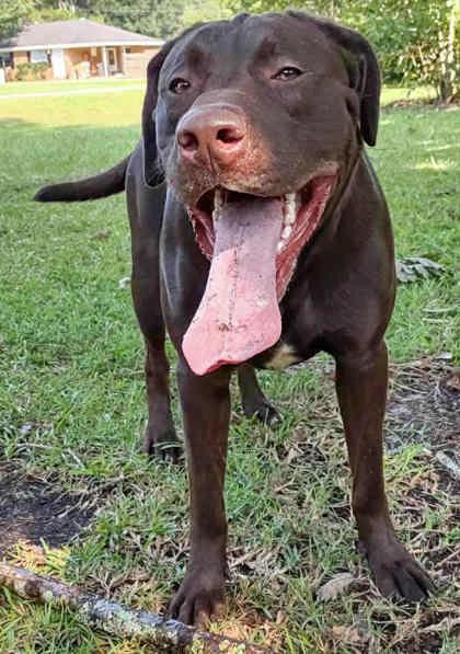 Oakley Bear thumbnail 4