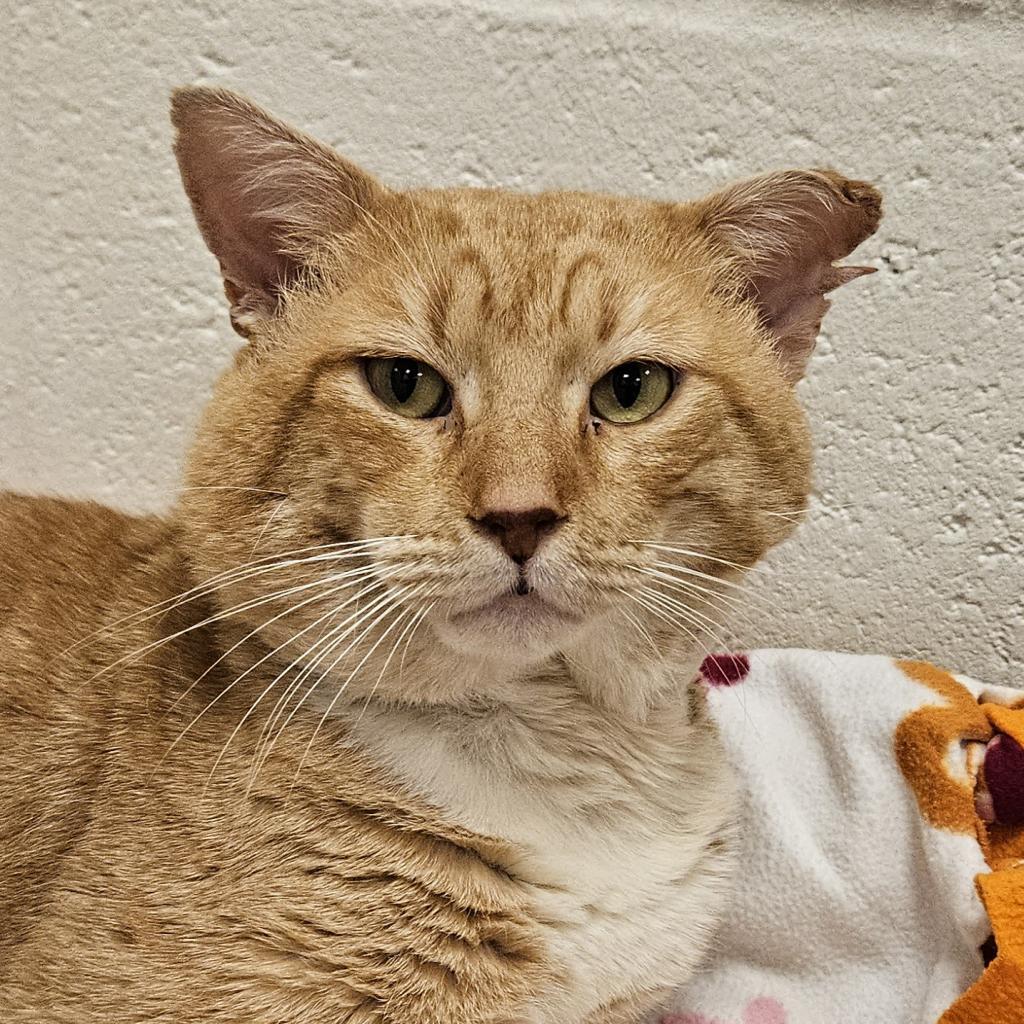 Bandit, Adoptable, Senior Male Domestic Short Hair.