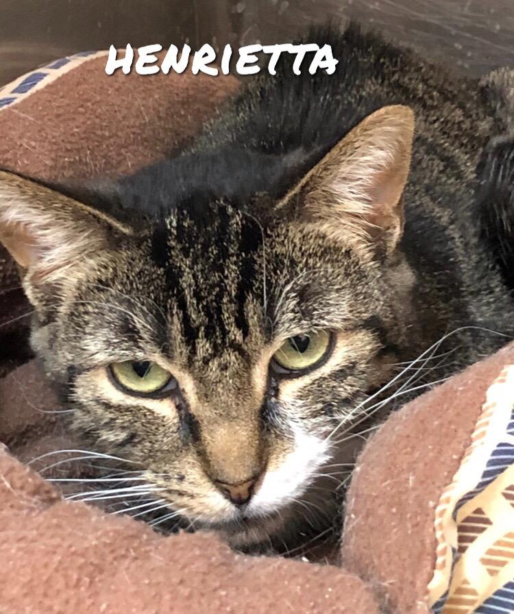 Henrietta