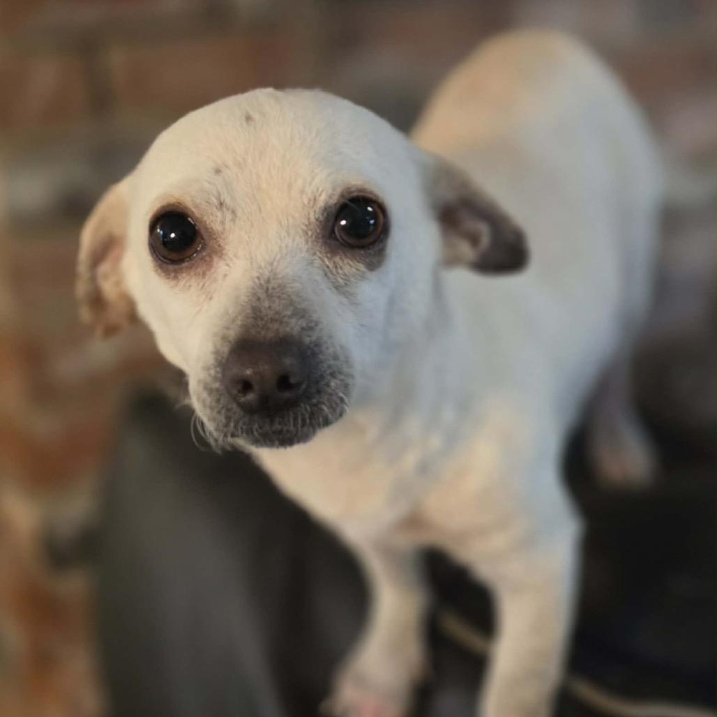 Meghan (*), Adoptable, Adult Female Chihuahua.