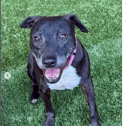 Gracie - Our Longest Resident, a Adoptable Mixed Breed in Mount Pleasant, SC image 1/3