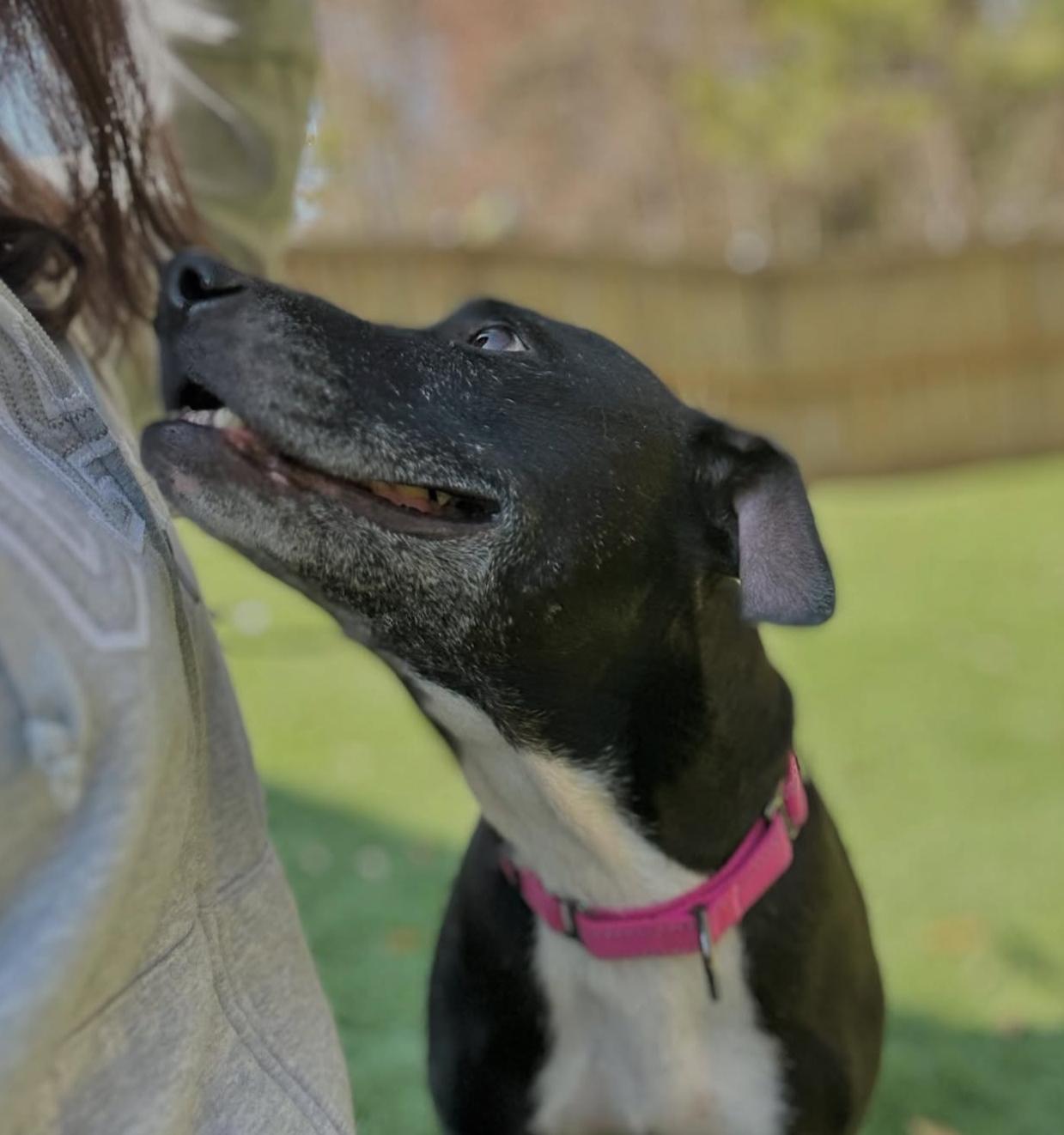 Gracie - Our Longest Resident, a Adoptable Mixed Breed in Mount Pleasant, SC image 2/3