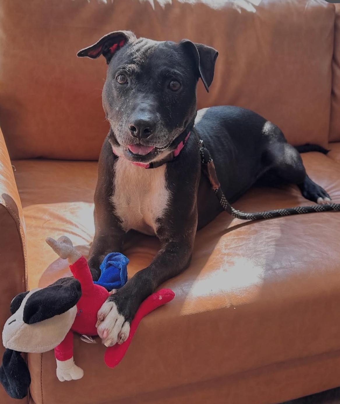 Gracie - Our Longest Resident, a Adoptable Mixed Breed in Mount Pleasant, SC image 3/3