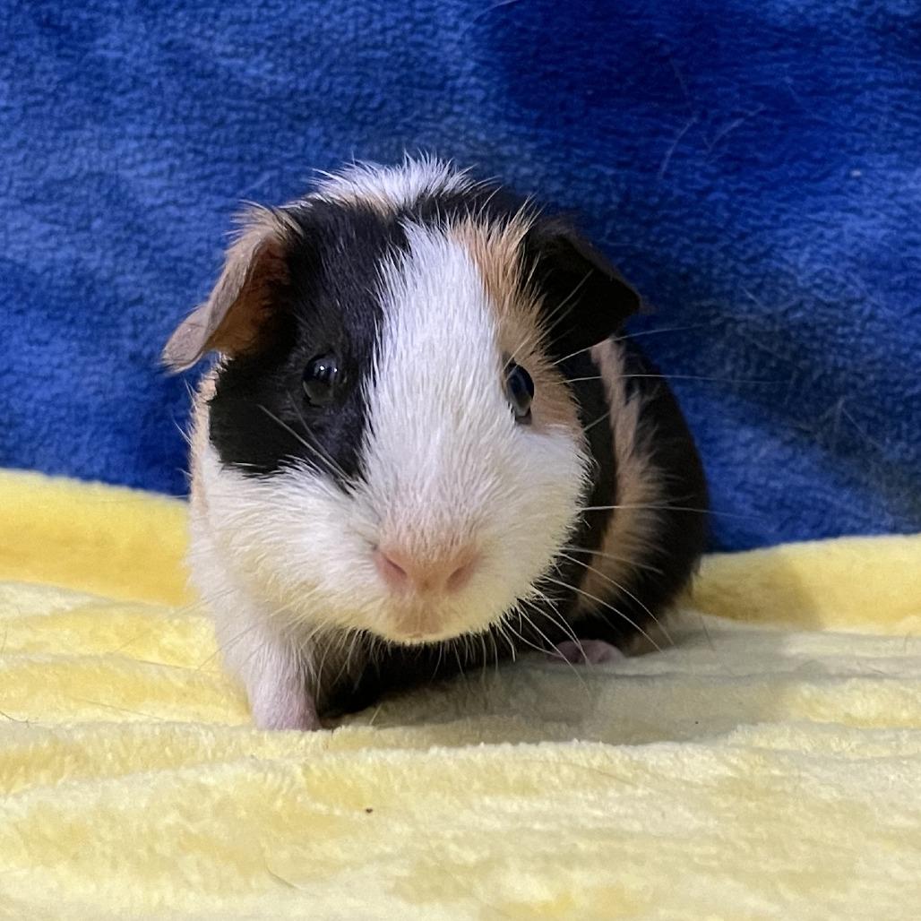 Enlarge Apollo, a Adoptable Guinea Pig in Decatur, GA image 1/3