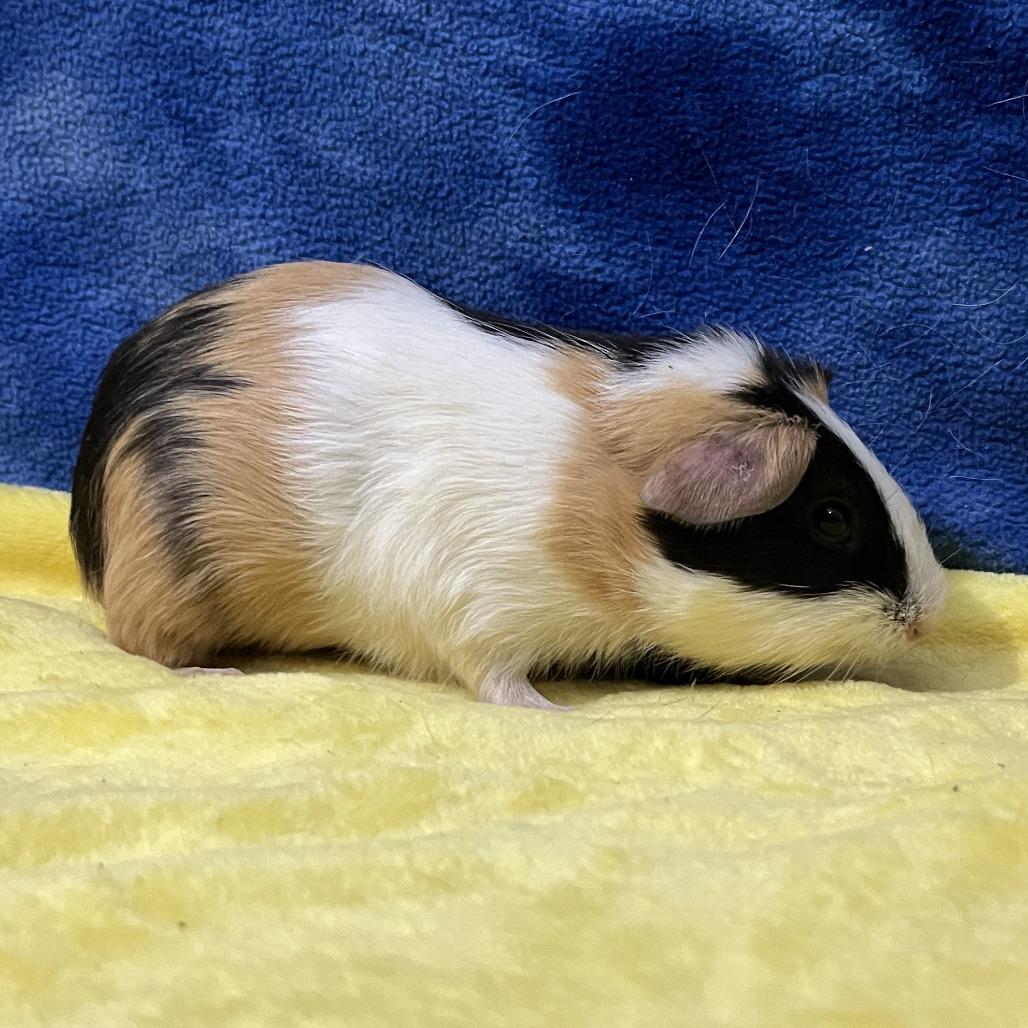 Enlarge Apollo, a Adoptable Guinea Pig in Decatur, GA image 2/3