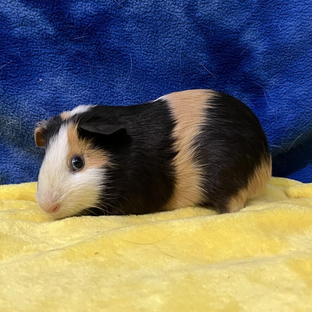 Enlarge Apollo, a Adoptable Guinea Pig in Decatur, GA image 3/3