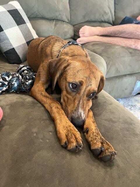 Enlarge Garbanzo Bean, a Adoptable mixed breed in Westwood, NJ image 4/6